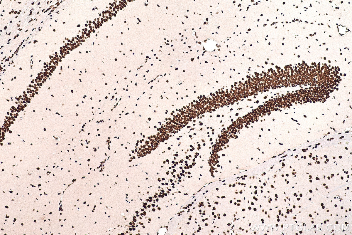 Immunohistochemical analysis of paraffin-embedded mouse brain tissue slide using KHC0710 (SFPQ IHC Kit).