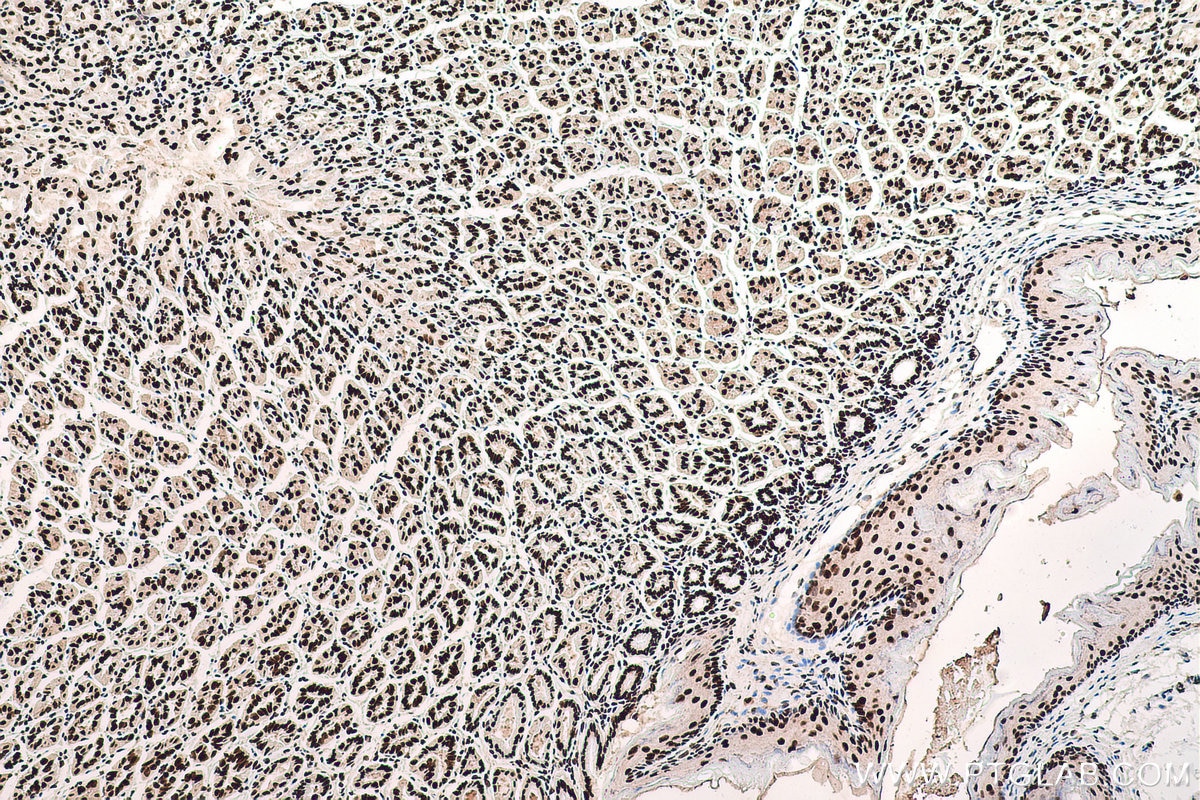Immunohistochemical analysis of paraffin-embedded mouse stomach tissue slide using KHC0710 (SFPQ IHC Kit).