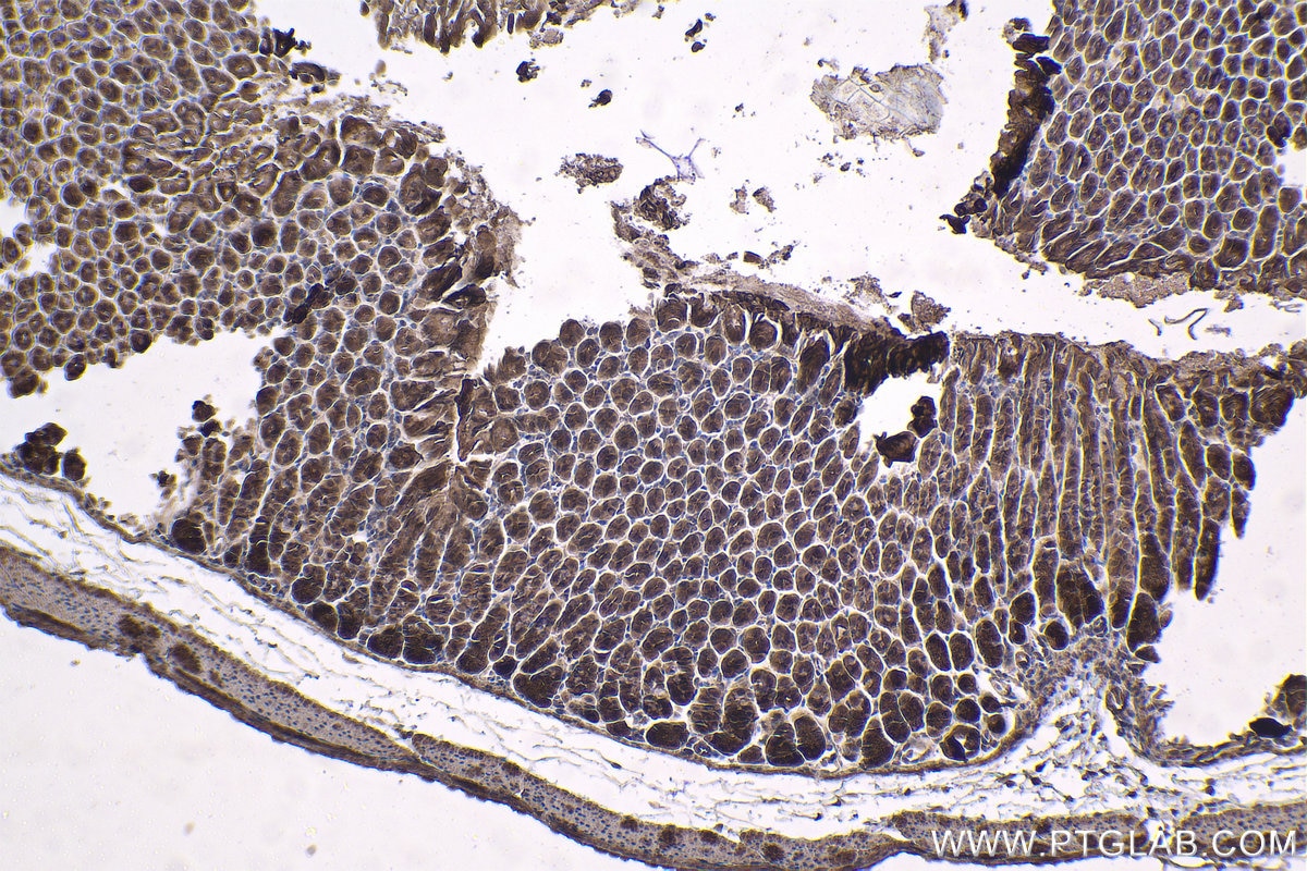 Immunohistochemical analysis of paraffin-embedded mouse stomach tissue slide using KHC1416 (SGK1 IHC Kit).