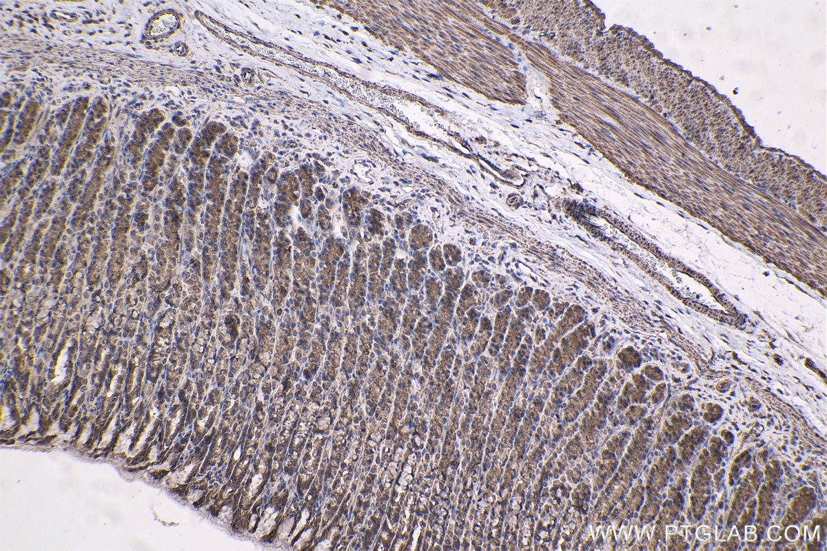 Immunohistochemical analysis of paraffin-embedded rat stomach tissue slide using KHC1416 (SGK1 IHC Kit).