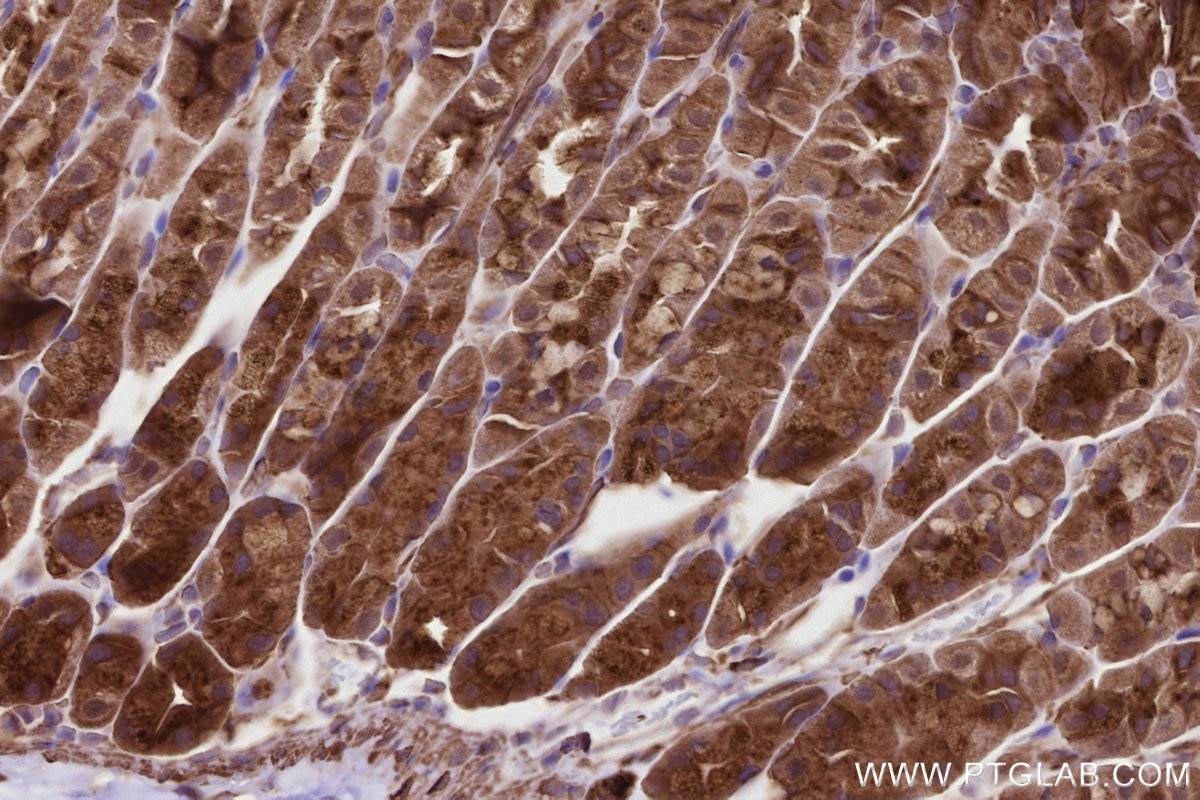 Immunohistochemical analysis of paraffin-embedded mouse stomach tissue slide using KHC2798 (SGSM3 IHC Kit).