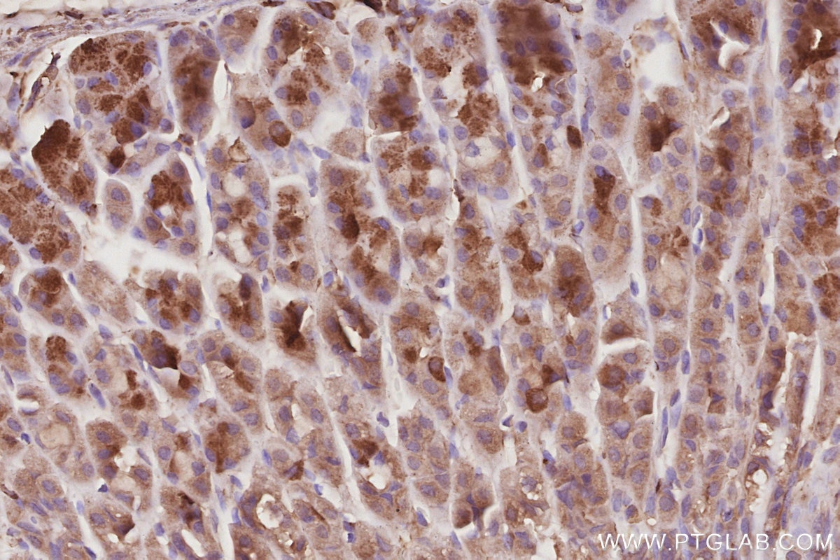 Immunohistochemical analysis of paraffin-embedded mouse stomach tissue slide using KHC3064 (SH3BP1 IHC Kit).