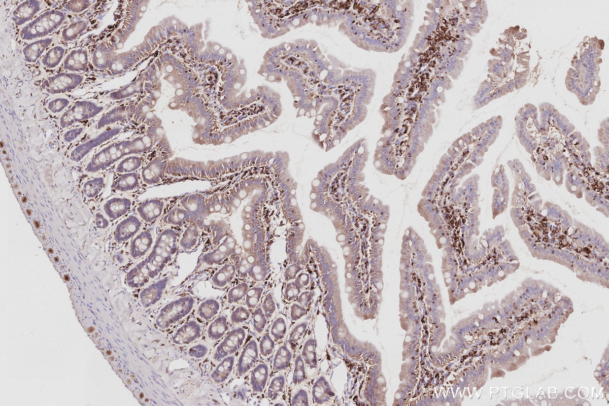 Immunohistochemical analysis of paraffin-embedded rat small intestine tissue slide using KHC3064 (SH3BP1 IHC Kit).