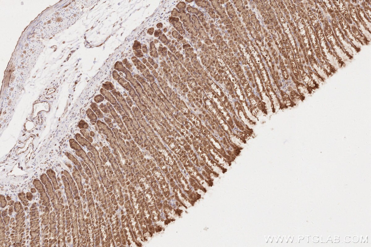 Immunohistochemical analysis of paraffin-embedded rat stomach tissue slide using KHC2604 (SHLD3 IHC Kit).
