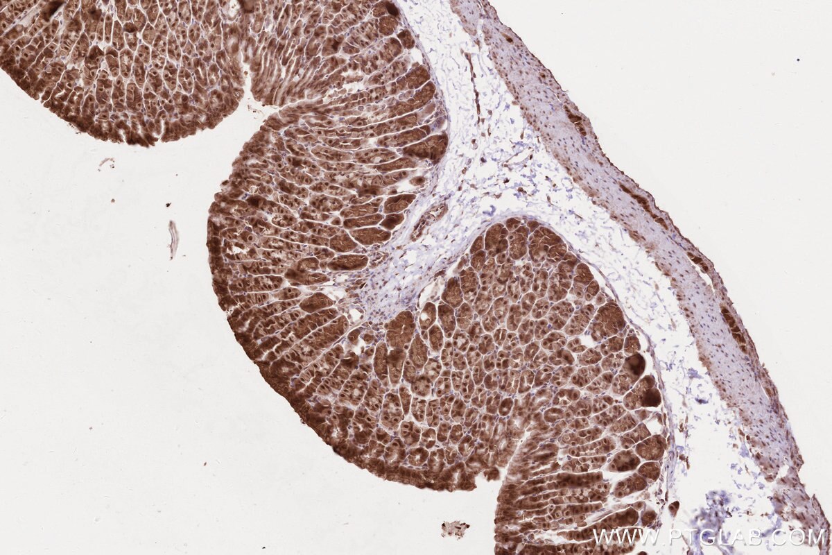 Immunohistochemical analysis of paraffin-embedded mouse stomach tissue slide using KHC2604 (SHLD3 IHC Kit).