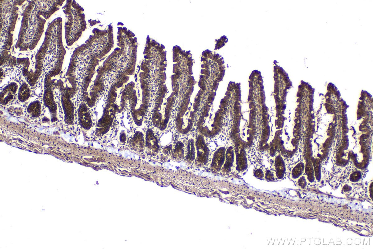 Immunohistochemical analysis of paraffin-embedded rat small intestine tissue slide using KHC2076 (SIAH2 IHC Kit).