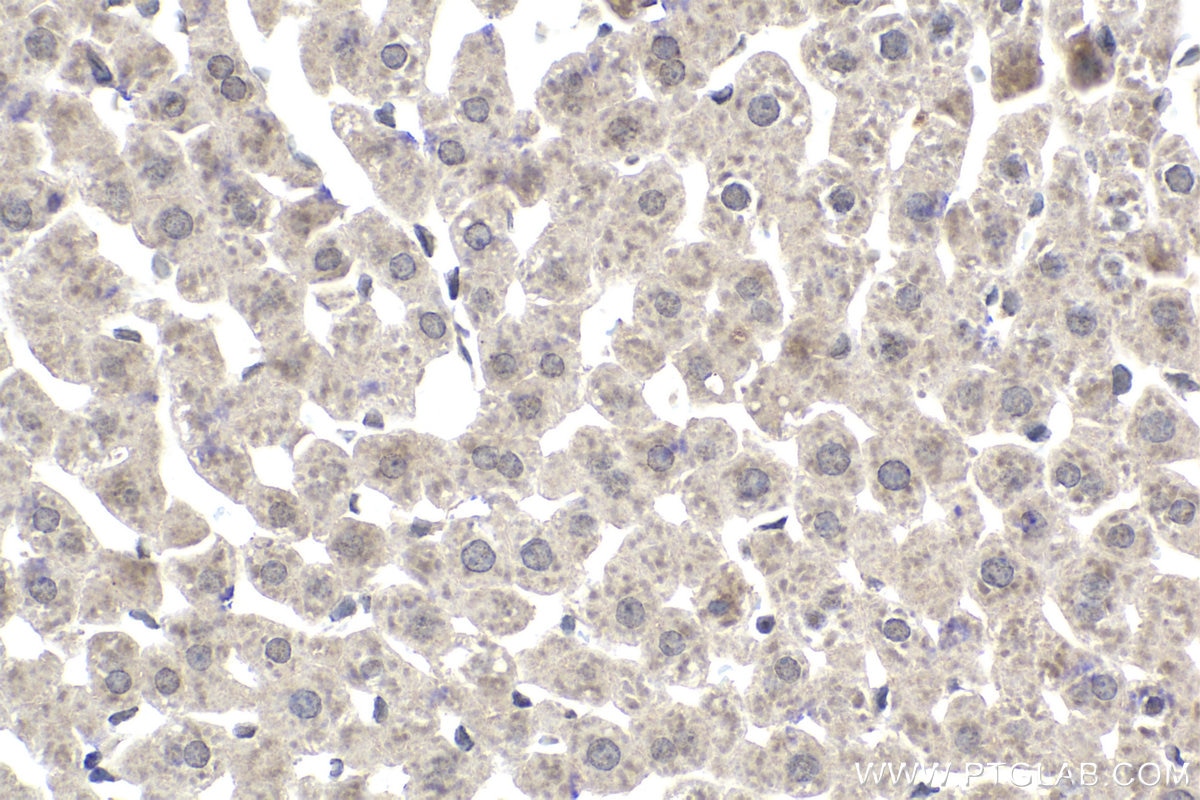 Immunohistochemical analysis of paraffin-embedded rat liver tissue slide using KHC2060 (SIP1 IHC Kit).