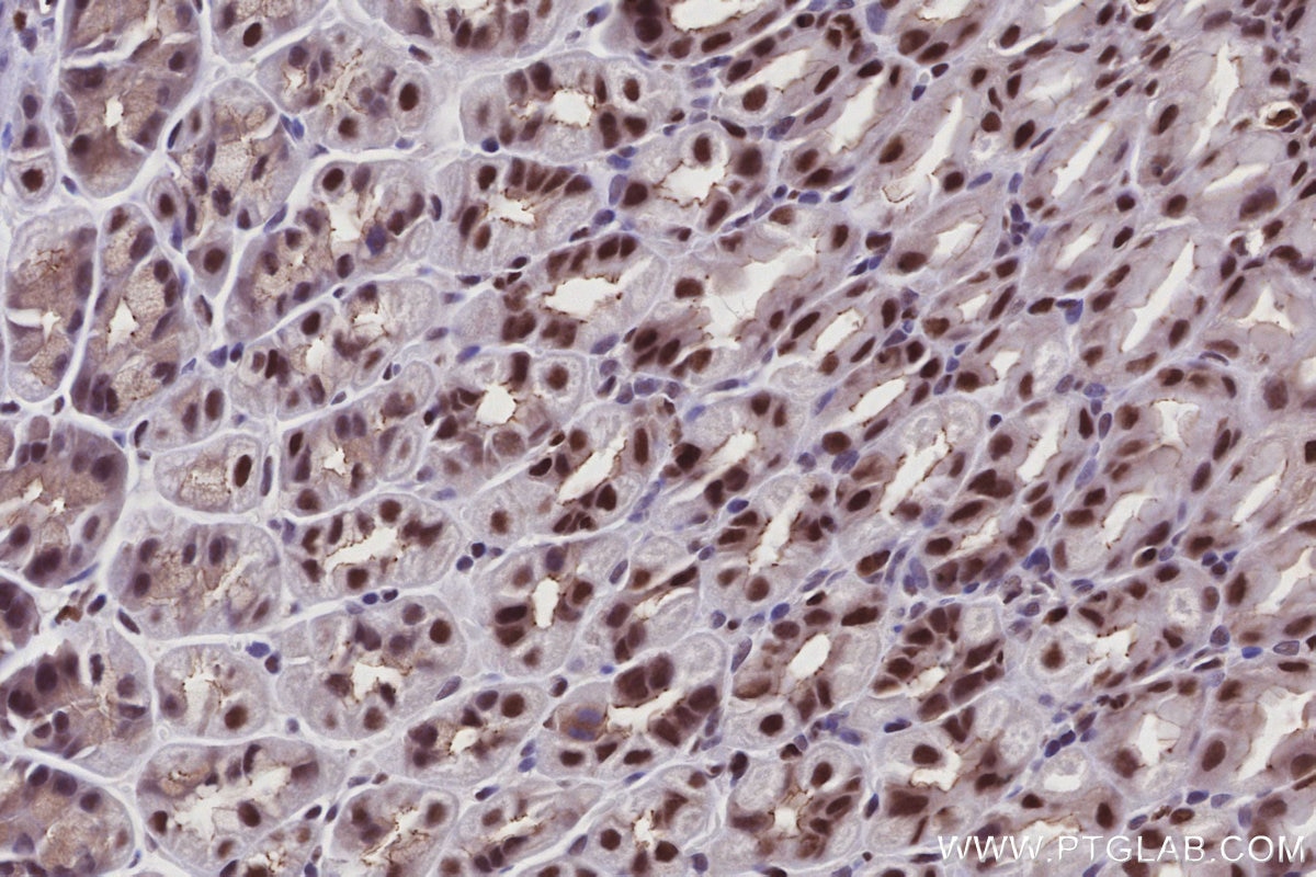 Immunohistochemical analysis of paraffin-embedded mouse stomach tissue slide using KHC2950 (SIRT7 IHC Kit).