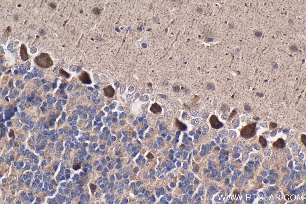 Immunohistochemical analysis of paraffin-embedded mouse cerebellum tissue slide using KHC1830 (SIX5 IHC Kit).