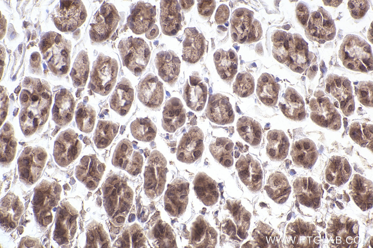 Immunohistochemical analysis of paraffin-embedded mouse stomach tissue slide using KHC2490 (SKIV2L IHC Kit).