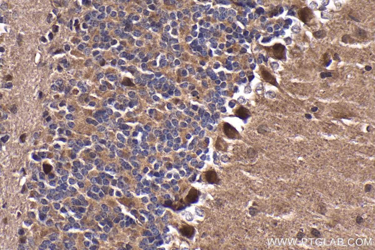 Immunohistochemical analysis of paraffin-embedded mouse cerebellum tissue slide using KHC1768 (SKOR2 IHC Kit).