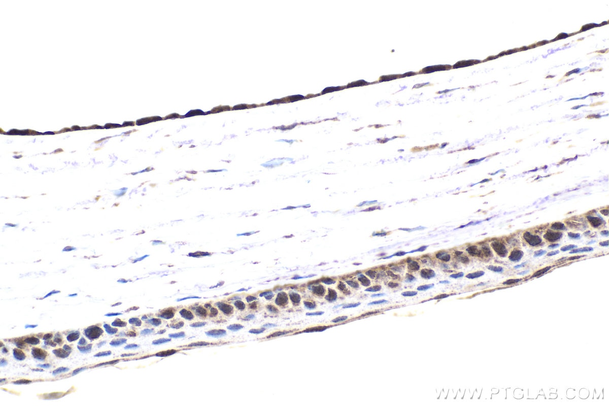 Immunohistochemical analysis of paraffin-embedded rat eye tissue slide using KHC1768 (SKOR2 IHC Kit).