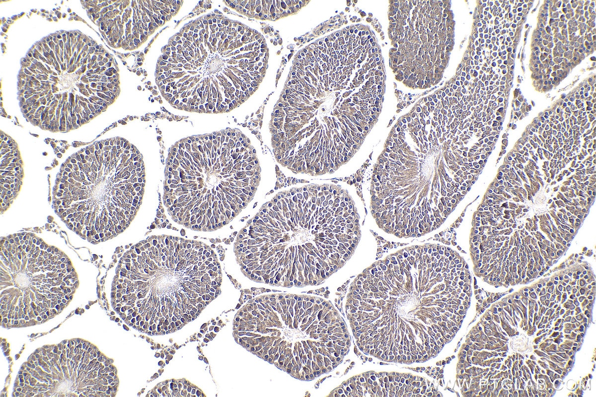 Immunohistochemical analysis of paraffin-embedded rat testis tissue slide using KHC1768 (SKOR2 IHC Kit).