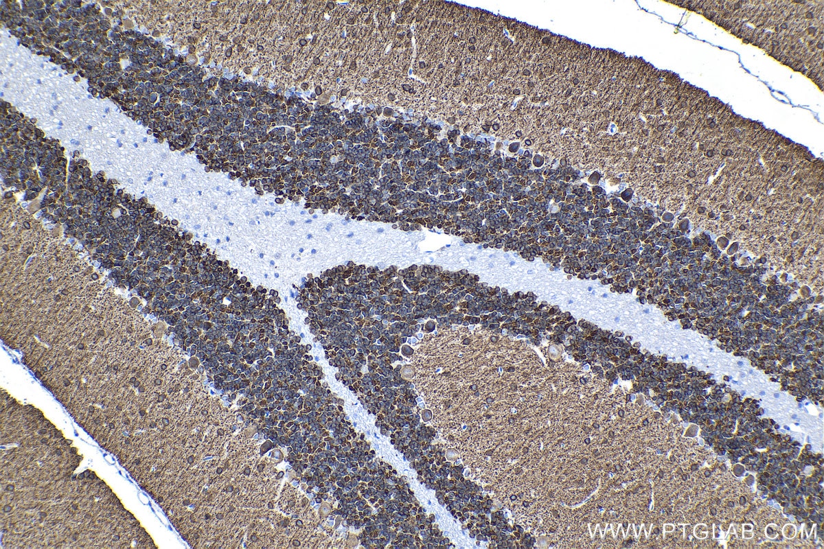 Immunohistochemical analysis of paraffin-embedded rat cerebellum tissue slide using KHC1344 (SLC12A5 IHC Kit).