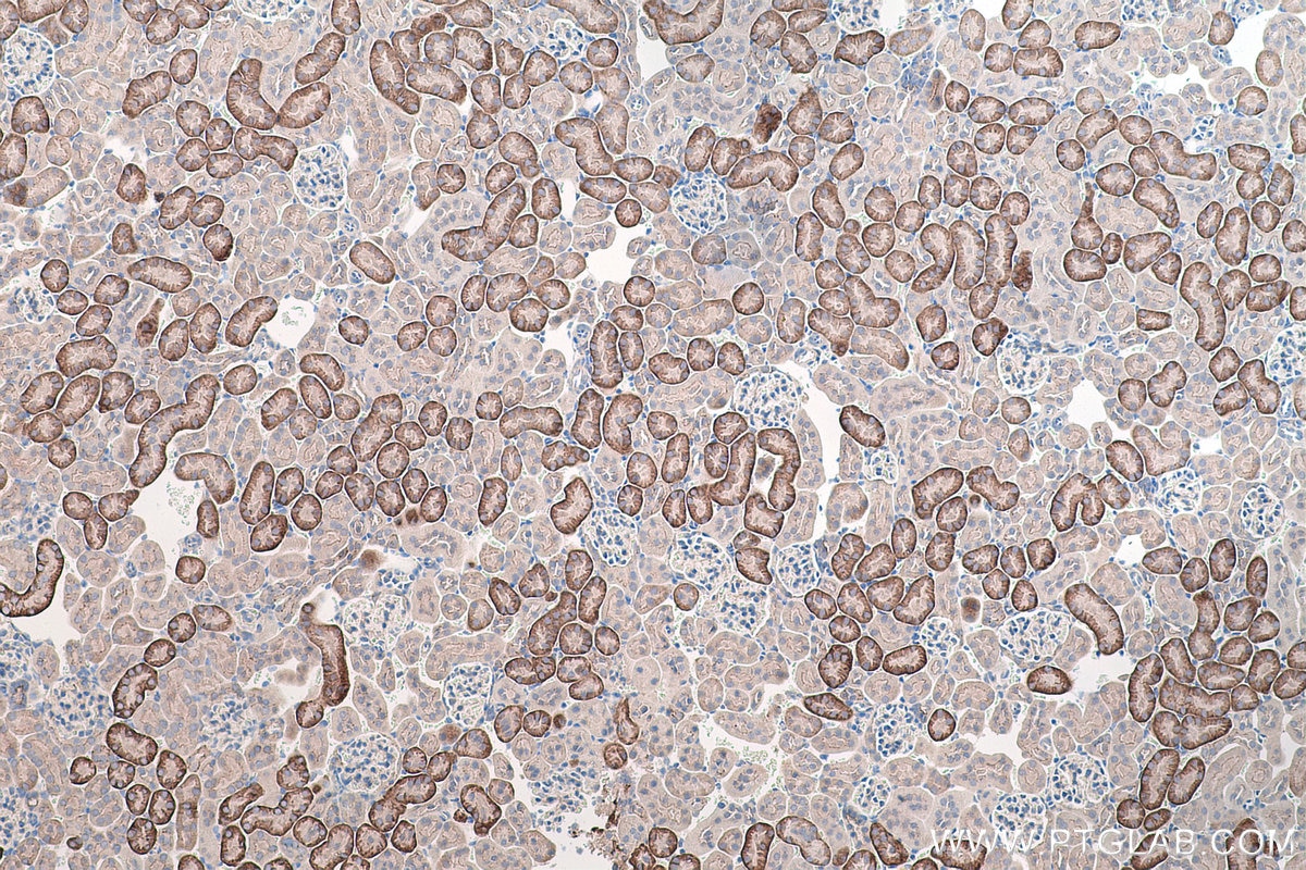 Immunohistochemical analysis of paraffin-embedded mouse kidney tissue slide using KHC0195 (SLC13A3 IHC Kit).