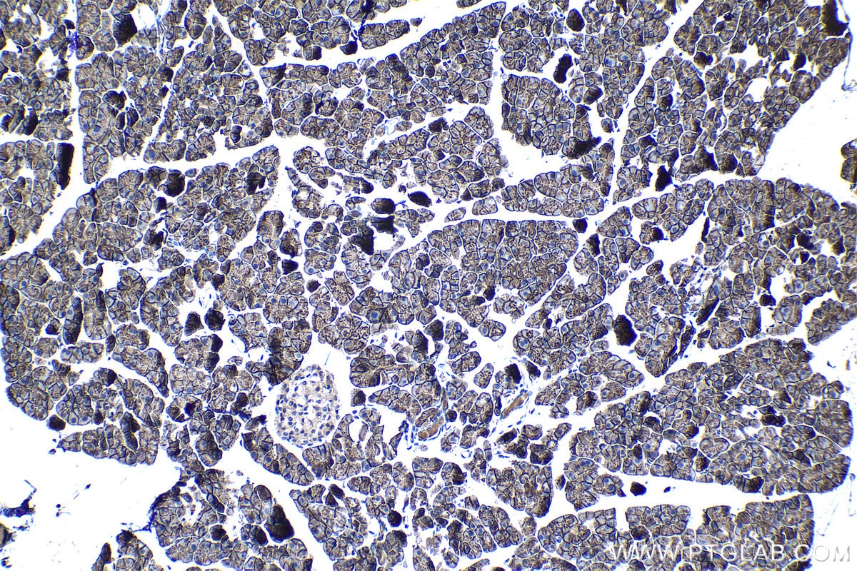 Immunohistochemical analysis of paraffin-embedded mouse pancreas tissue slide using KHC1215 (SLC38A2 IHC Kit).