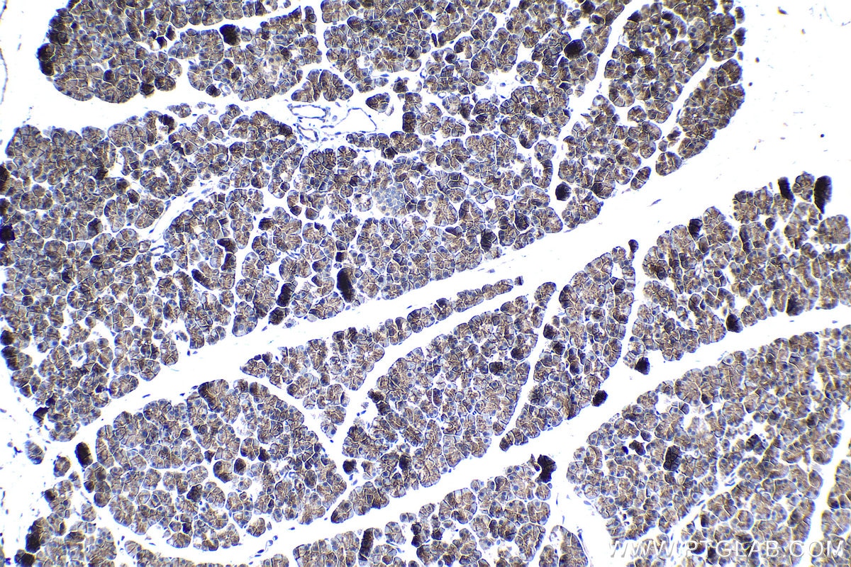 Immunohistochemical analysis of paraffin-embedded rat pancreas tissue slide using KHC1215 (SLC38A2 IHC Kit).