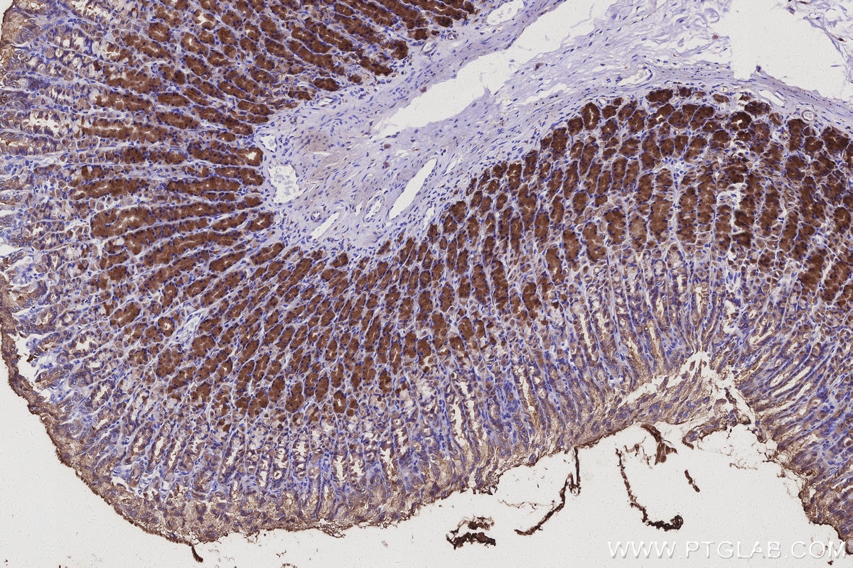 Immunohistochemical analysis of paraffin-embedded rat stomach tissue slide using KHC3114 (SLC39A3 IHC Kit).