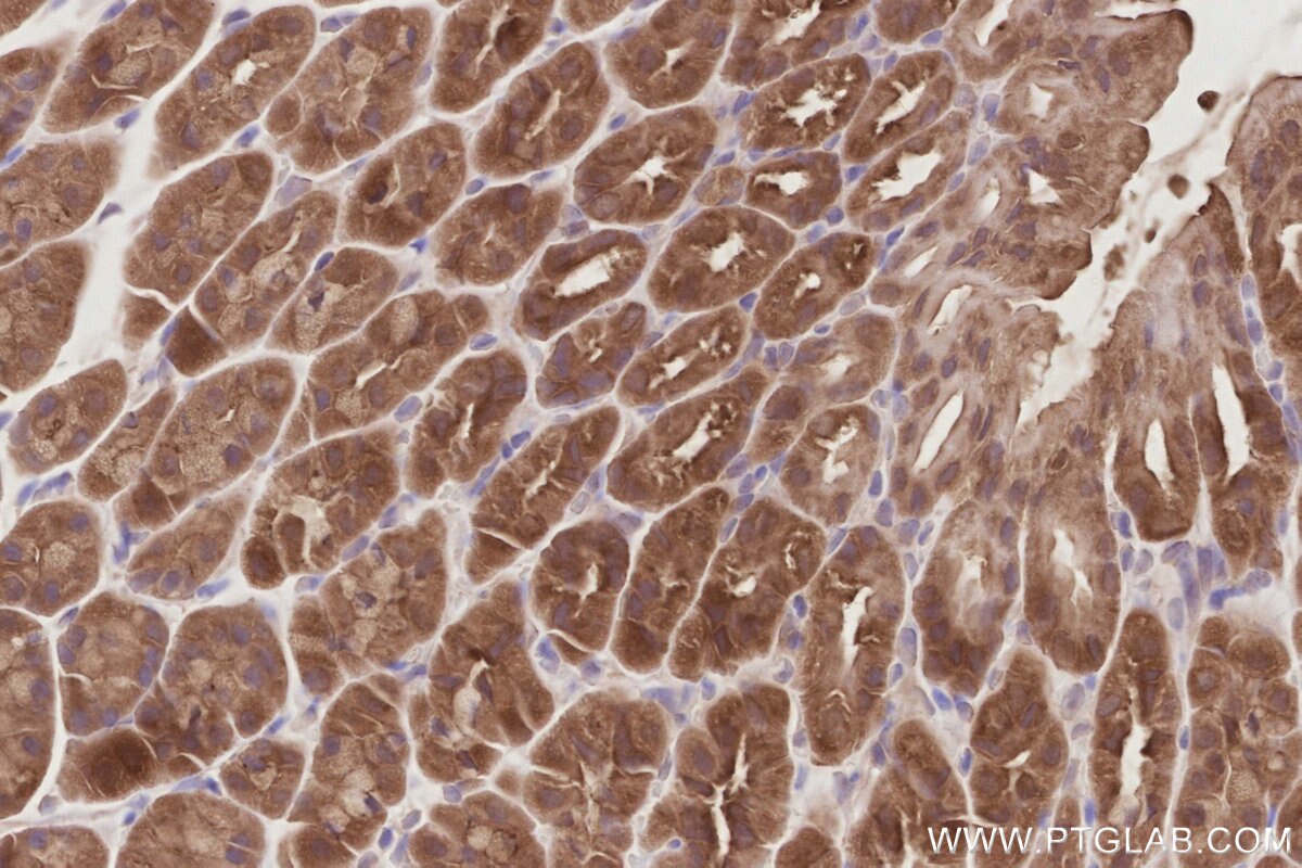 Immunohistochemical analysis of paraffin-embedded mouse stomach tissue slide using KHC2905 (SLK IHC Kit).
