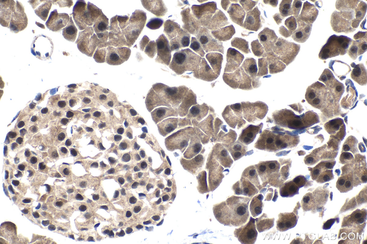 Immunohistochemical analysis of paraffin-embedded mouse pancreas tissue slide using KHC1493 (SLU7 IHC Kit).