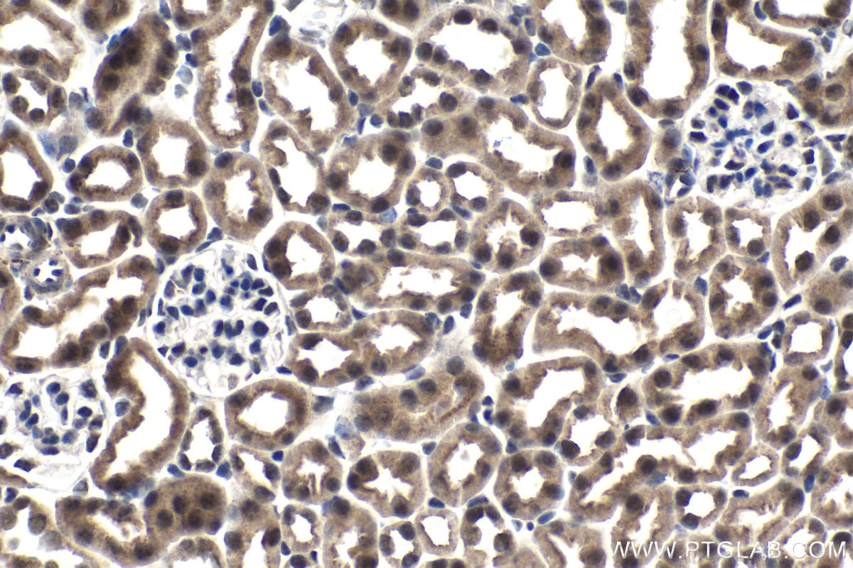 Immunohistochemical analysis of paraffin-embedded mouse kidney tissue slide using KHC1493 (SLU7 IHC Kit).