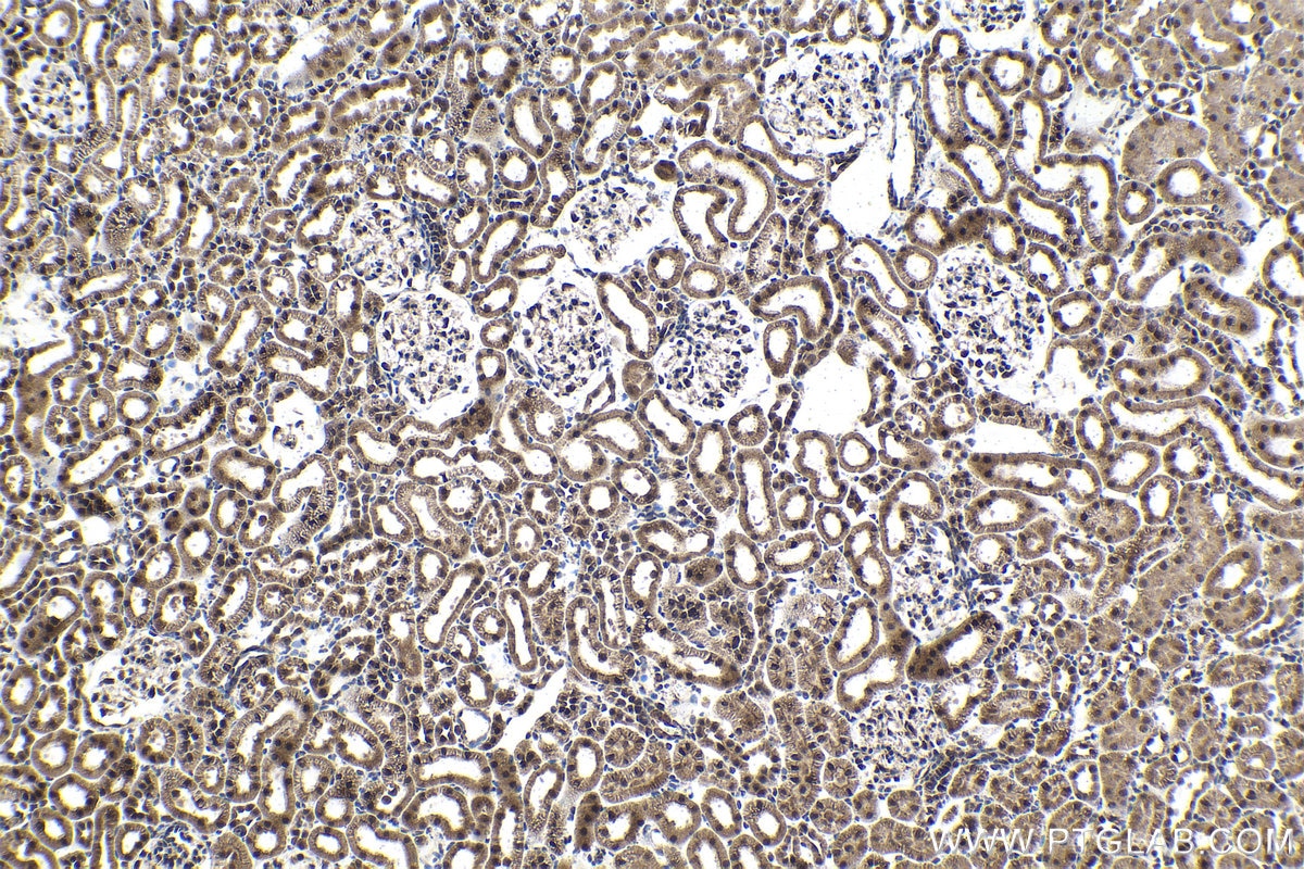 Immunohistochemical analysis of paraffin-embedded rat kidney tissue slide using KHC1493 (SLU7 IHC Kit).