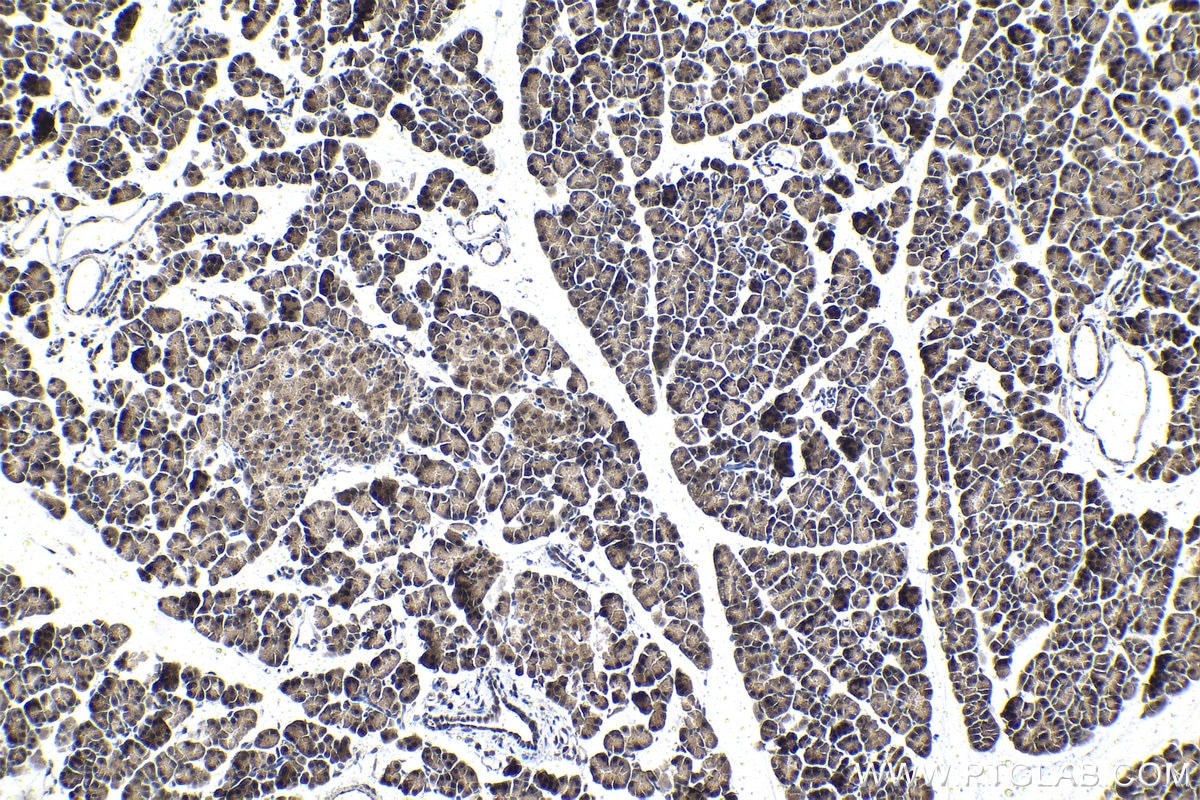 Immunohistochemical analysis of paraffin-embedded rat pancreas tissue slide using KHC1493 (SLU7 IHC Kit).