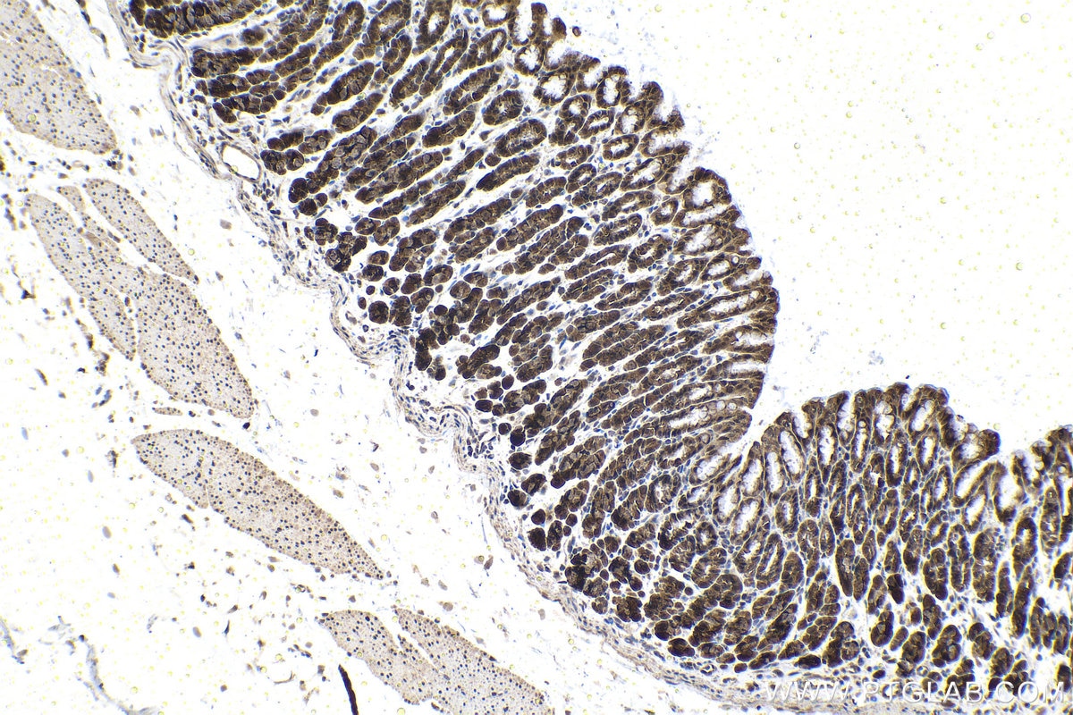 Immunohistochemical analysis of paraffin-embedded rat stomach tissue slide using KHC1493 (SLU7 IHC Kit).