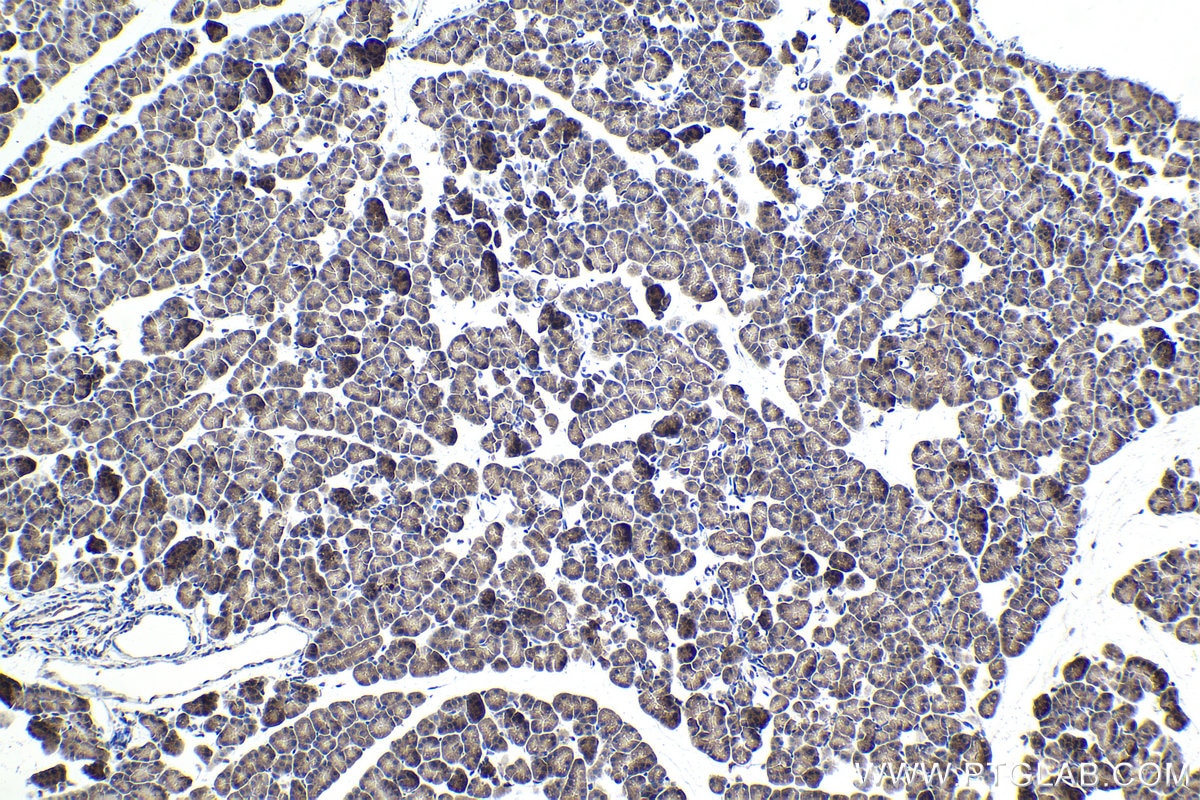 Immunohistochemical analysis of paraffin-embedded rat pancreas tissue slide using KHC1713 (SMAD4 IHC Kit).
