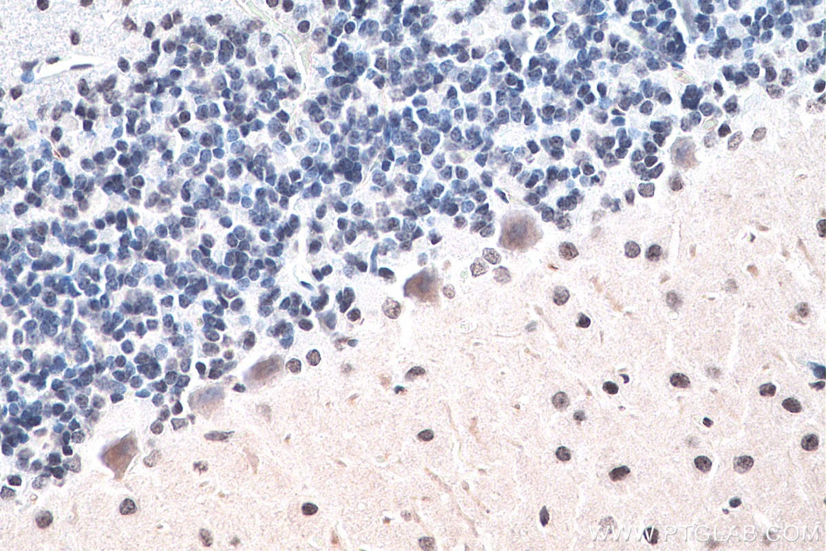 Immunohistochemical analysis of paraffin-embedded rat cerebellum tissue slide using KHC0127 (SMAD7 IHC Kit).