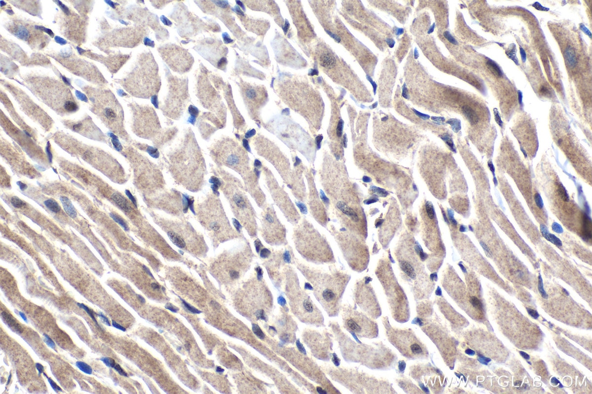 Immunohistochemical analysis of paraffin-embedded rat heart tissue slide using KHC1441 (SMAD9 IHC Kit).