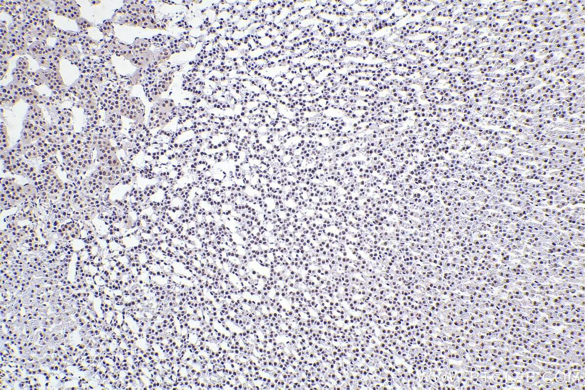 Immunohistochemical analysis of paraffin-embedded rat adrenal gland tissue slide using KHC2465 (SMC1A IHC Kit).