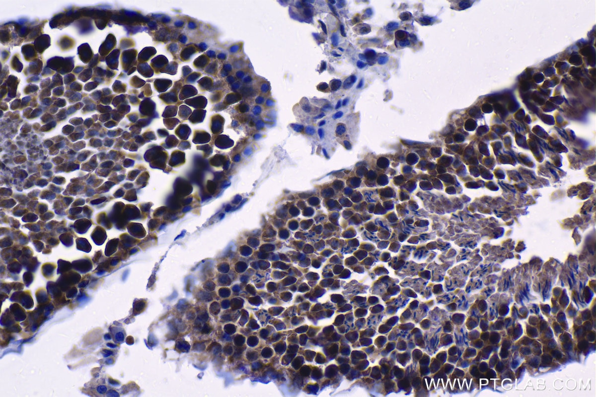 Immunohistochemical analysis of paraffin-embedded rat testis tissue slide using KHC1221 (SMC4 IHC Kit).