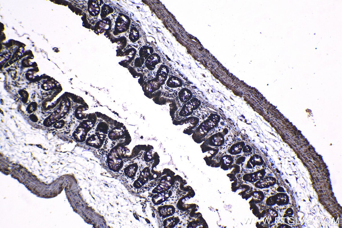 Immunohistochemical analysis of paraffin-embedded rat colon tissue slide using KHC1221 (SMC4 IHC Kit).