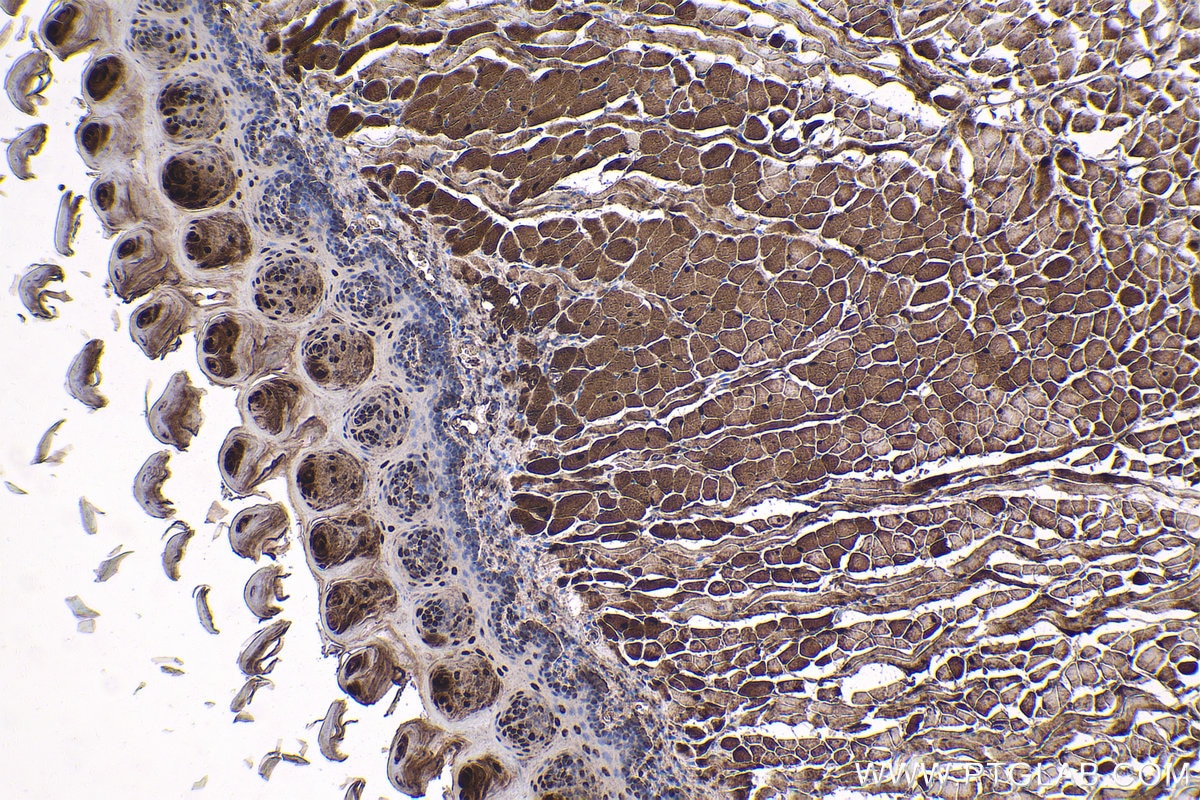 Immunohistochemical analysis of paraffin-embedded mouse tongue tissue slide using KHC1834 (SMYD1 IHC Kit).