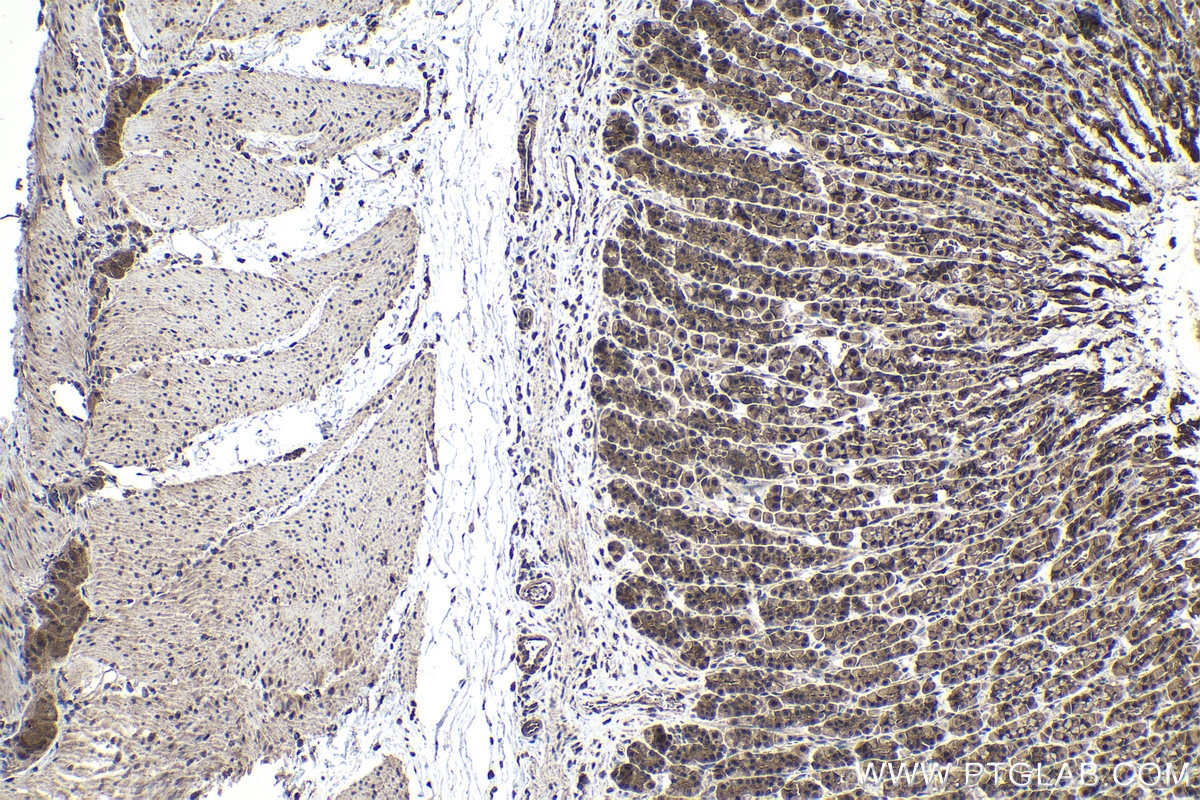 Immunohistochemical analysis of paraffin-embedded rat stomach tissue slide using KHC0977 (SNRPB IHC Kit).