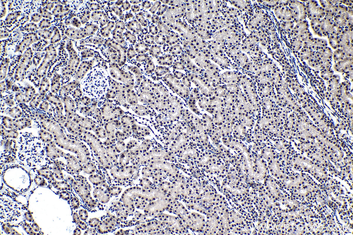 Immunohistochemical analysis of paraffin-embedded rat kidney tissue slide using KHC1393 (SNRPD2 IHC Kit).