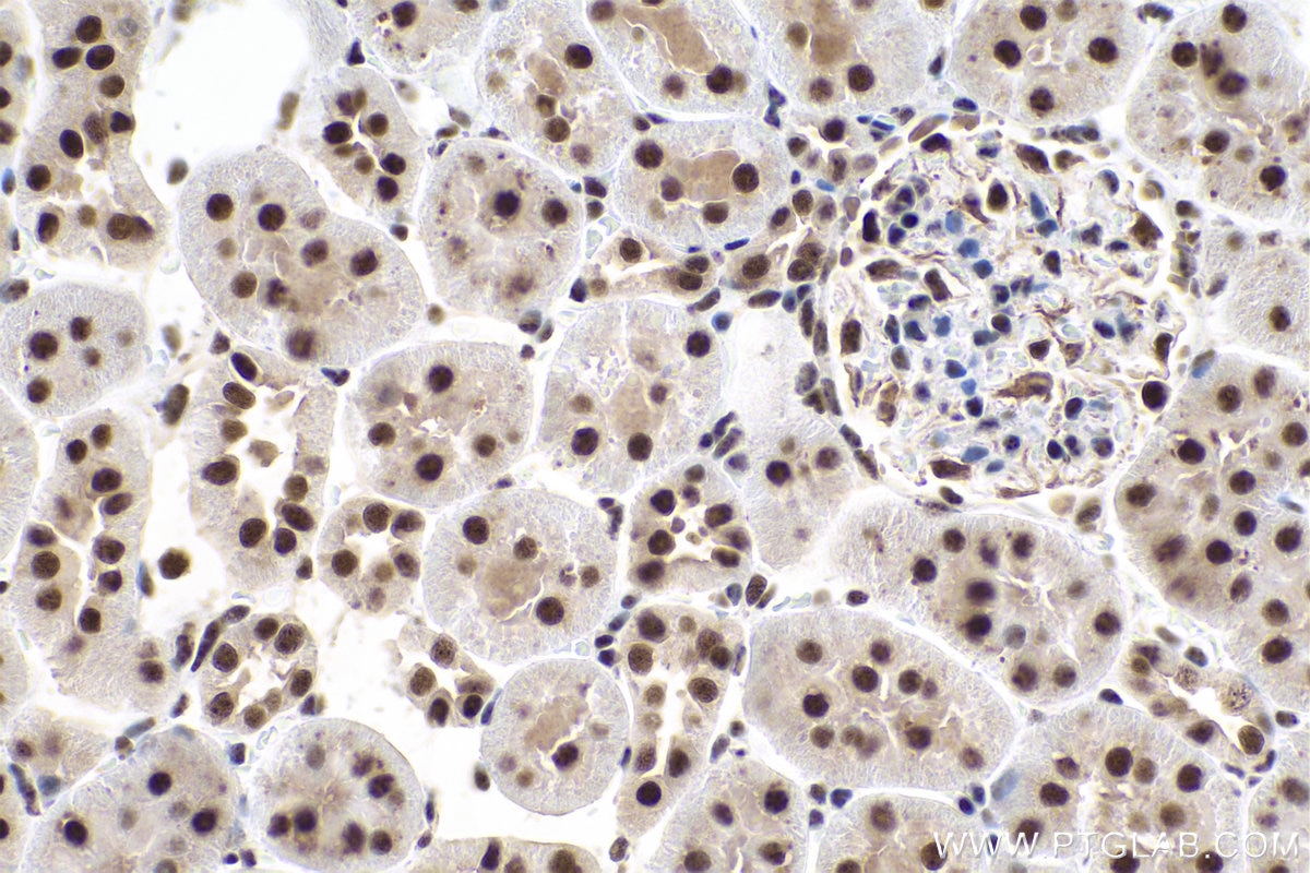 Immunohistochemical analysis of paraffin-embedded rat kidney tissue slide using KHC0834 (SNRPF IHC Kit).