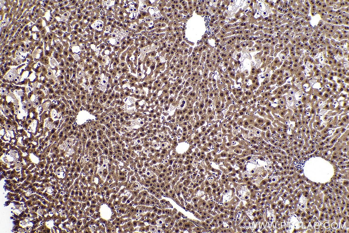 Immunohistochemical analysis of paraffin-embedded mouse liver tissue slide using KHC0834 (SNRPF IHC Kit).