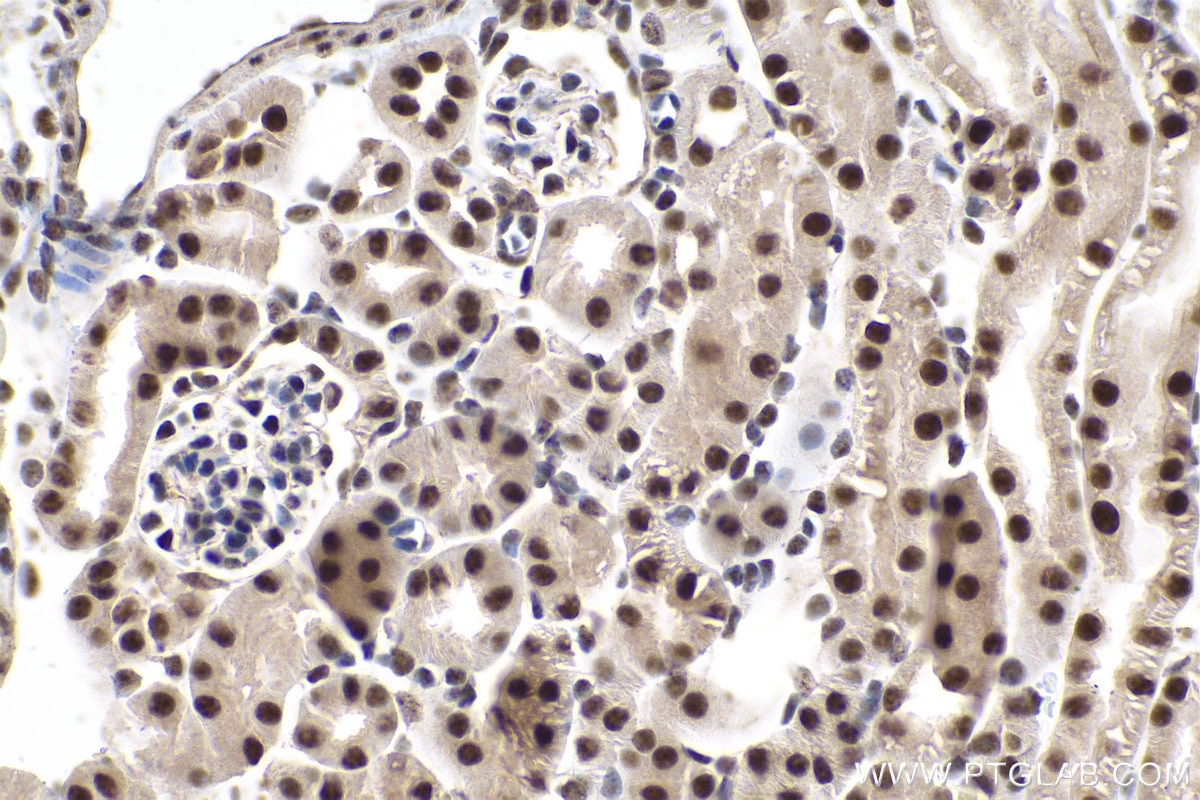 Immunohistochemical analysis of paraffin-embedded mouse kidney tissue slide using KHC0834 (SNRPF IHC Kit).