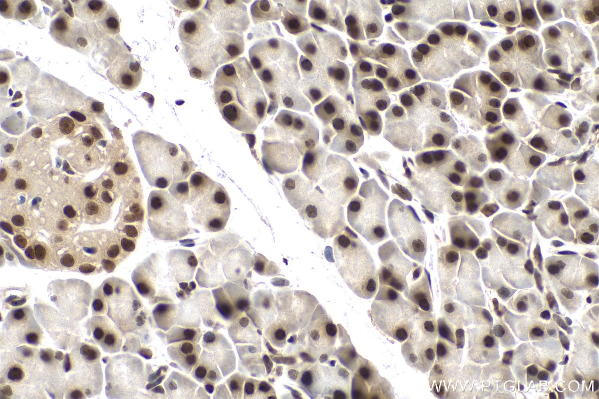 Immunohistochemical analysis of paraffin-embedded rat pancreas tissue slide using KHC0847 (SNU13/NHP2L1 IHC Kit).