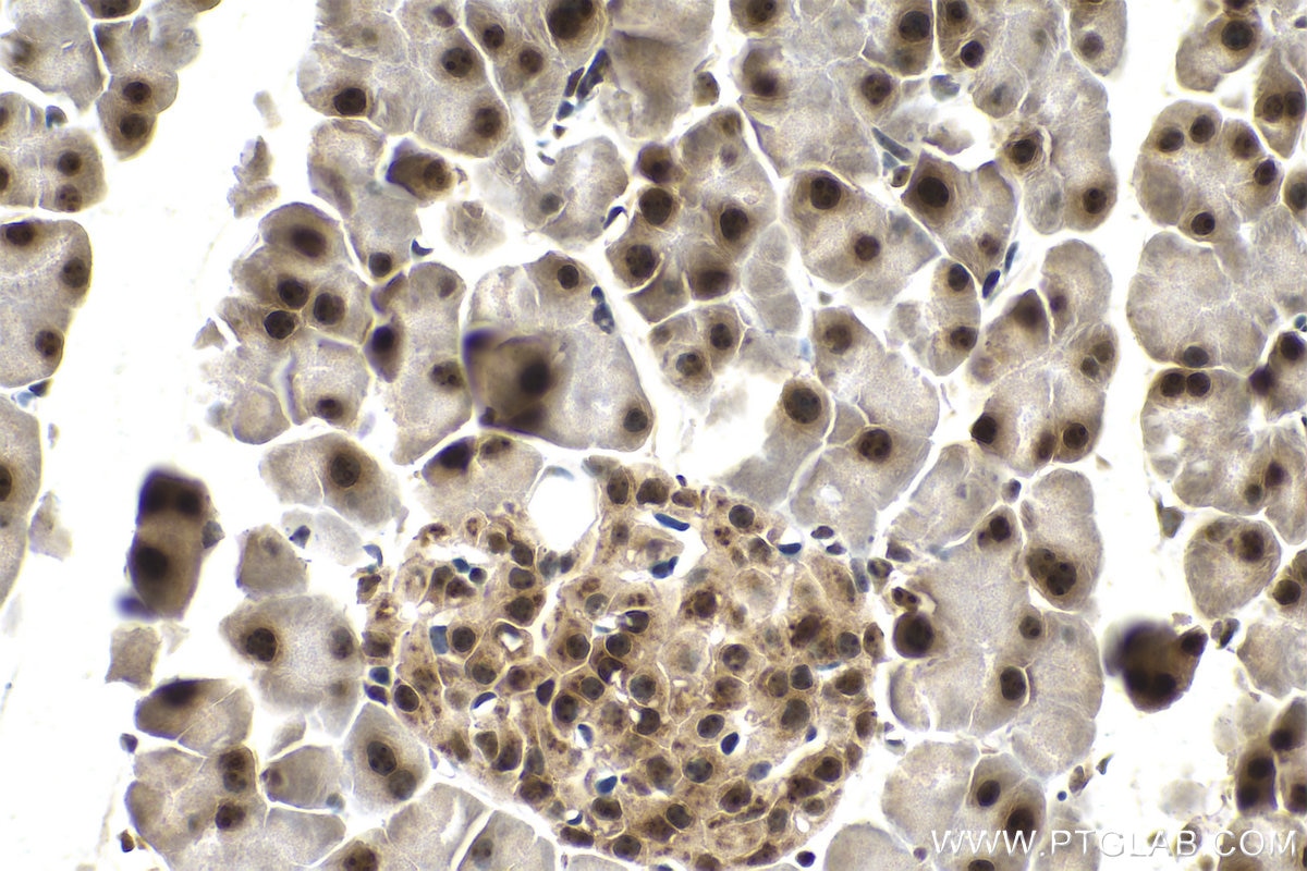 Immunohistochemical analysis of paraffin-embedded mouse pancreas tissue slide using KHC0847 (SNU13/NHP2L1 IHC Kit).