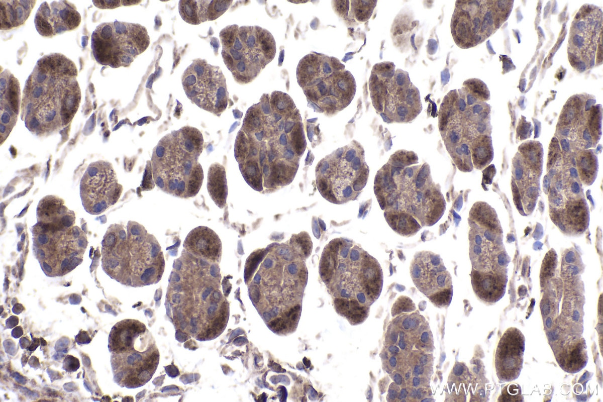 Immunohistochemical analysis of paraffin-embedded mouse stomach tissue slide using KHC2004 (SNX6 IHC Kit).