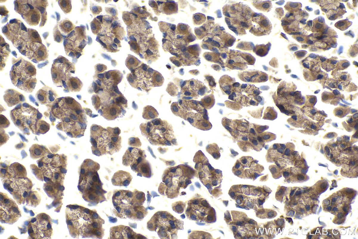 Immunohistochemical analysis of paraffin-embedded rat stomach tissue slide using KHC2004 (SNX6 IHC Kit).