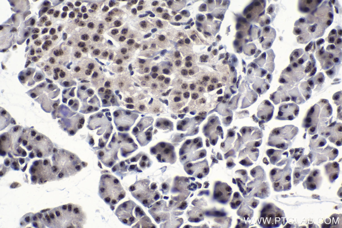 Immunohistochemical analysis of paraffin-embedded rat pancreas tissue slide using KHC1555 (SON IHC Kit).