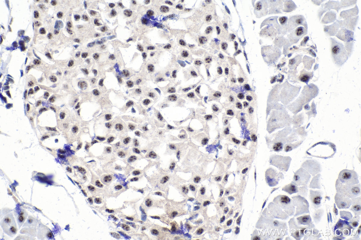 Immunohistochemical analysis of paraffin-embedded mouse pancreas tissue slide using KHC1555 (SON IHC Kit).