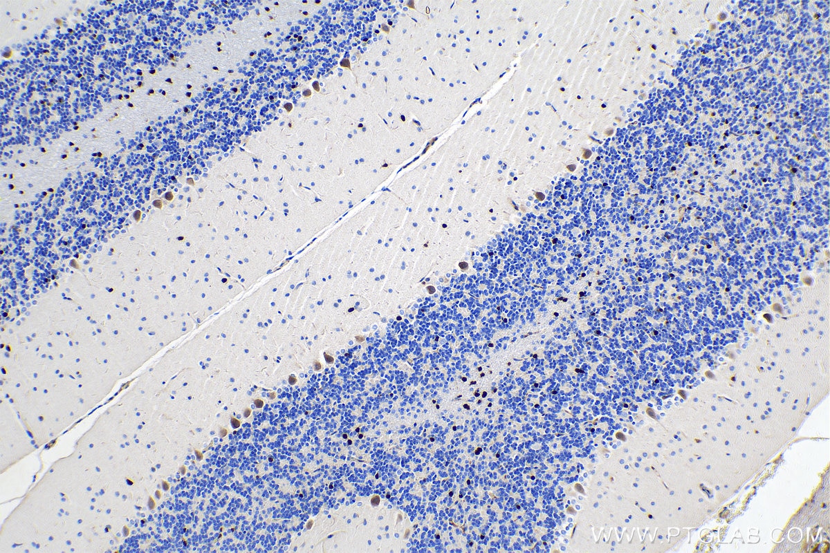 Immunohistochemical analysis of paraffin-embedded rat cerebellum tissue slide using KHC0273 (SOX10 IHC Kit).