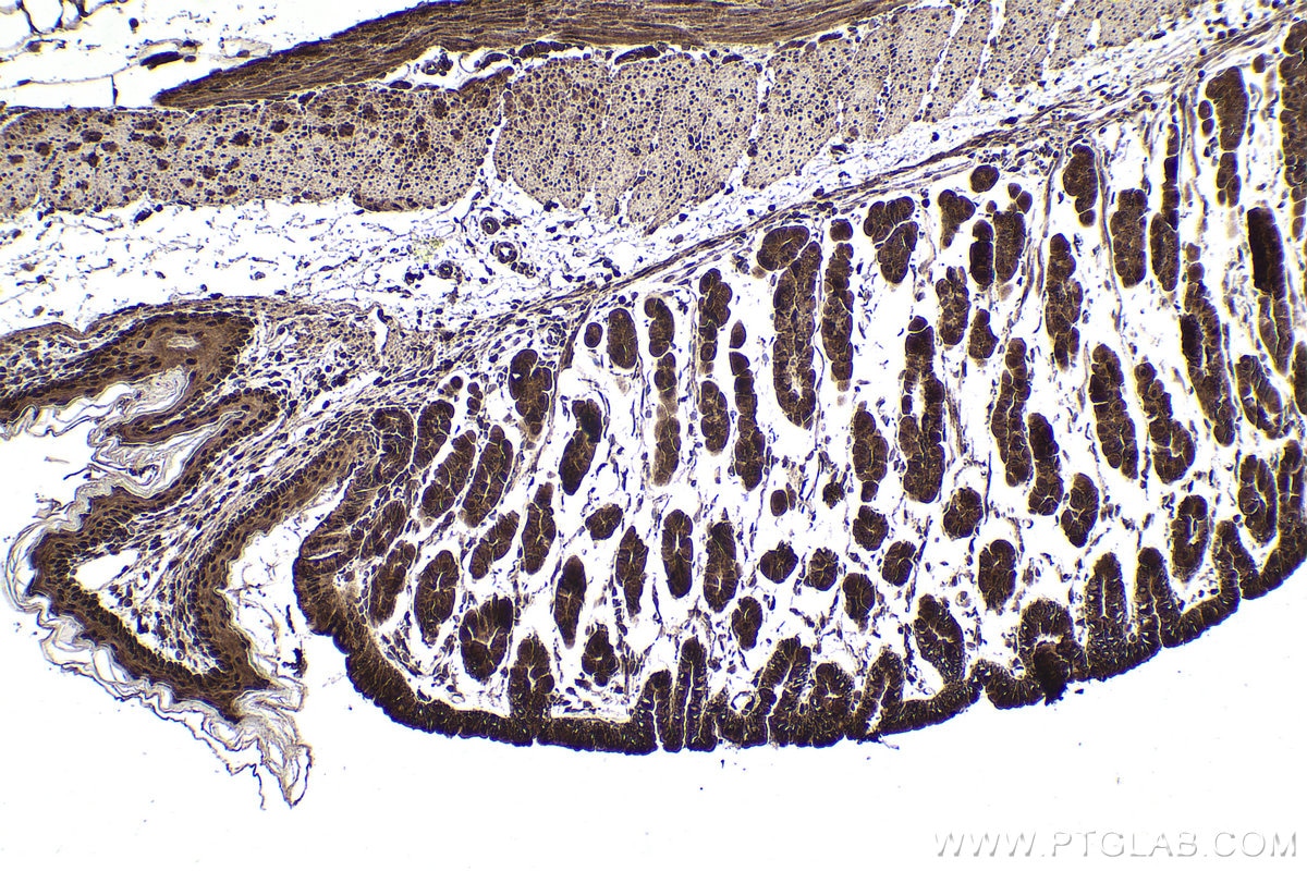 Immunohistochemical analysis of paraffin-embedded mouse stomach tissue slide using KHC1903 (SOX7 IHC Kit).