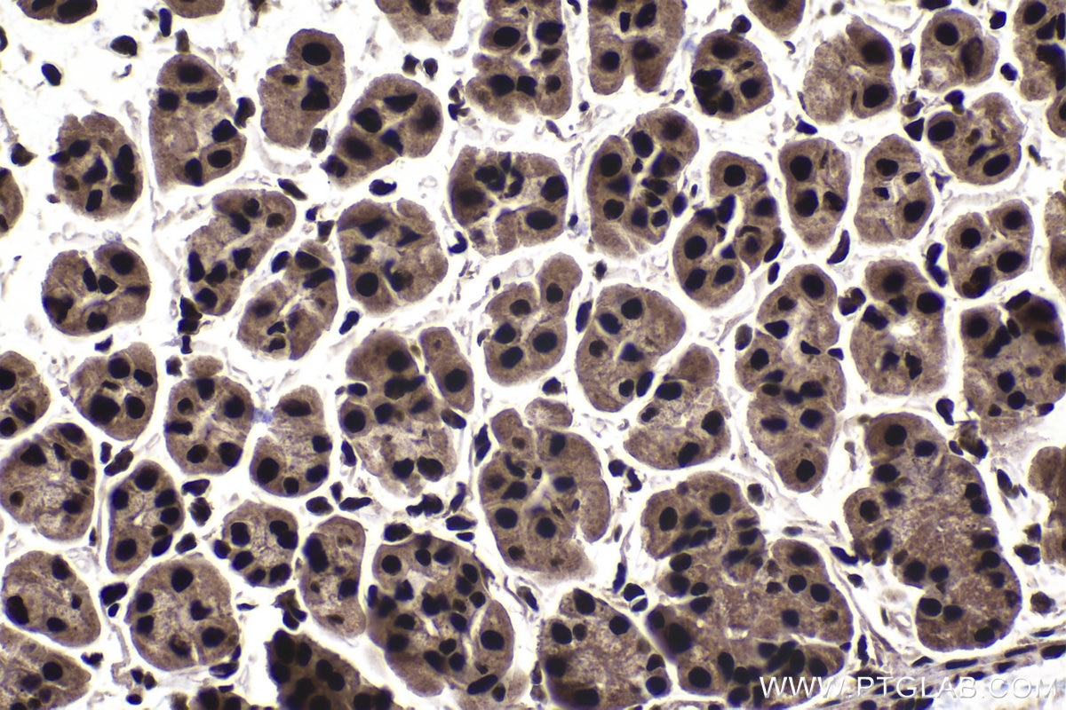 Immunohistochemical analysis of paraffin-embedded mouse stomach tissue slide using KHC1513 (SP1 IHC Kit).