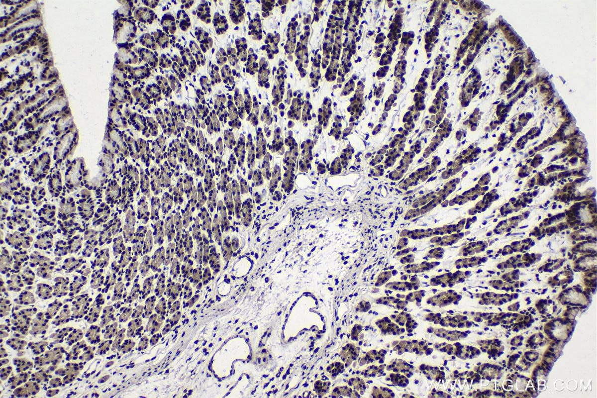 Immunohistochemical analysis of paraffin-embedded rat stomach tissue slide using KHC1513 (SP1 IHC Kit).